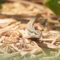 langstaarthagedis 210326 3.png