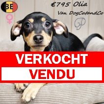 Pinscher Olia (met stamboom) 210925 F(BE0872) 230126 verkocht - vendu .jpg