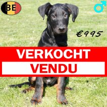 Beauceron 111225 M(BE1526) 180326 verkocht - vendu.jpg