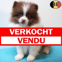 Keesje 151225 M(BE5939) 110326 verkocht - vendu.jpg