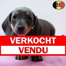 Teckel 070126 F(BE1138) 040326 verkocht - vendu.jpg