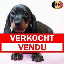 Teckel 070126 F(BE9851) 040326 verkocht - vendu.jpg