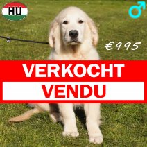 Golden Retriever 091125 M(HU8668) 180326 verkocht - vendu.jpg