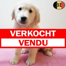 Golden Retriever 301225 F(BE4954) 110326 verkocht - vendu.jpg