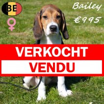 Beagle Bailey 301125 F(BE6126) 180326 verkocht - vendu.jpg
