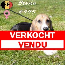 Beagle Bessie 251125 F(BE0989) 180326 verkocht - vendu.jpg