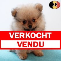 Keesje 060126 M(BE3284) 040326 verkocht - vendu.jpg