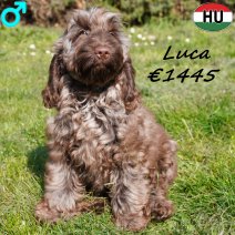 Cockapoo Luca 081125 M(BE8721) 230326.jpg