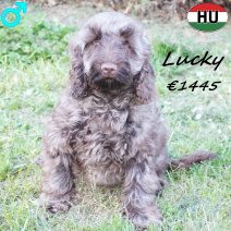 Cockapoo Lucky 081125 M(BE8722) 230326.jpg