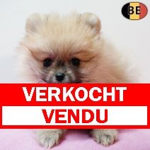 Keesje 060126 F(BE3007) 040326 verkocht - vendu.jpg