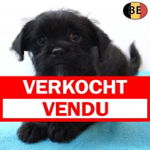 X Shih Tzu 020126 M(BE5963) 110326 verkocht - vendu.jpg