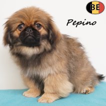 Pekingees Pepino 111225 M(BE6381) 250326.jpg