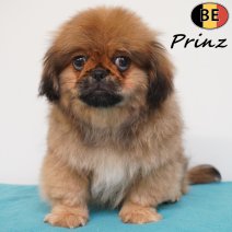 Pekingees Prinz 111225 M(BE2883) 250326.jpg
