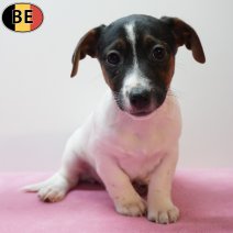 Jack Russell 270126 F(BE5985) 250326.jpg