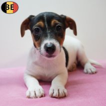 Jack Russell 270126 F(BE6032) 250326.jpg