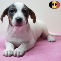 Jack Russell 270126 F(BE6048) 250326.jpg