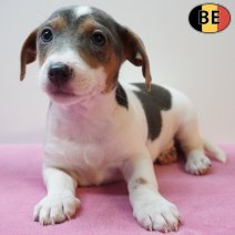Jack Russell 270126 F(BE6107) 250326.jpg