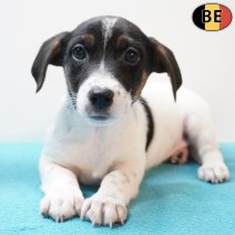 Jack Russell 270126 M(BE6024) 250326.jpg