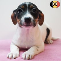 Jack Russell 280126 F(BE5961) 250326.jpg