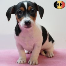 Jack Russell 280126 F(BE5965) 250326.jpg