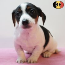 Jack Russell 280126 F(BE5986) 250326.jpg