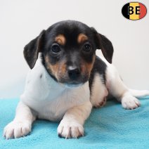 Jack Russell 280126 M(BE5969) 250326.jpg