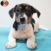 Jack Russell 280126 M(BE5973) 250326.jpg