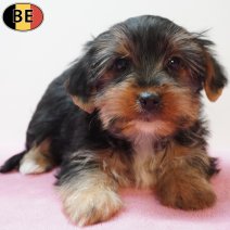 Yorkshire Terrier 230126 F(BE6039) 250326.jpg