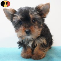 Yorkshire Terrier 230126 M(BE6027) 250326.jpg