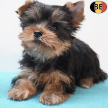 Yorkshire Terrier 230126 M(BE6031) 250326.jpg