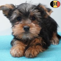 Yorkshire Terrier 230126 M(BE6035) 250326.jpg