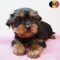 Yorkshire Terrier 240126 F(BE5977) 250326.jpg
