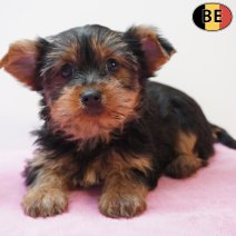 Yorkshire Terrier 240126 F(BE5989) 250326.jpg