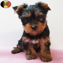 Yorkshire Terrier 240126 F(BE6108) 250326.jpg
