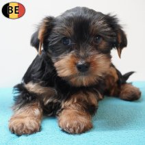 Yorkshire Terrier 240126 M(BE5982) 250326.jpg