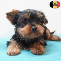 Yorkshire Terrier 240126 M(BE6143) 250326.jpg