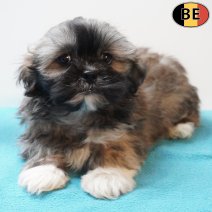 Lhasa Apso 270126 M(BE6007) 250326.jpg