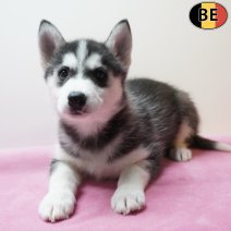Husky 270126 F(BE5943) 260326.jpg