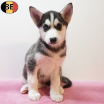 Husky 270126 F(BE5958) 260326.jpg