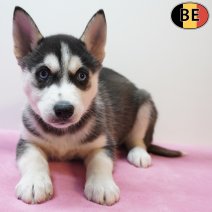 Husky 270126 F(BE5981) 260326.jpg