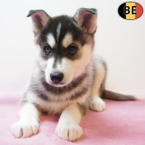 Husky 270126 F(BE6095) 260326.jpg