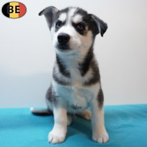 Husky 270126 M(BE5994) 260326.jpg