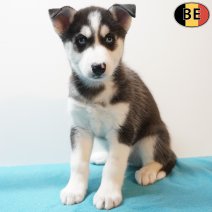 Husky 270126 M(BE5998) 260326.jpg