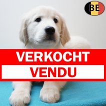 Golden Retriever 301225 M(BE4405) 110326 verkocht - vendu.jpg