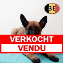 Mechelaar 171225 M (BE1098) 250226 verkocht - vendu.jpg