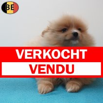 Keesje 170126 M(BE3136) 180326 verkocht - vendu.jpg