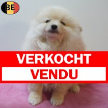 Keesje 190126 F(BE2936) 180326 verkocht - vendu.jpg