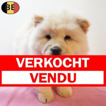 Chow Chow 170126 F(BE0364) 180326 verkocht - vendu.jpg