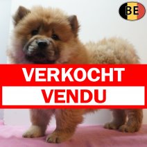 Chow Chow 170126 F(BE4103) 180326 verkocht - vendu.jpg