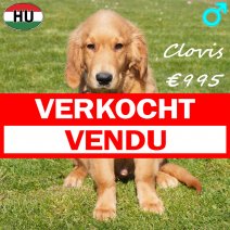 Golden Retriever Clovis 091025 M(HU8613) 180326 verkocht - vendu.jpg